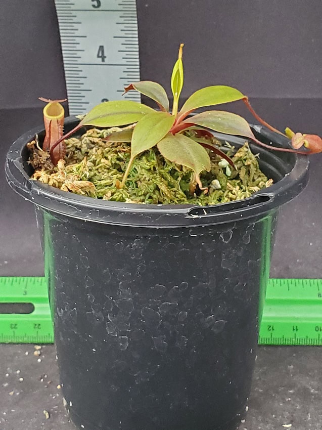 Nepenthes palawanensis BE 3651 – Bergen Water Gardens, Lotus Paradise