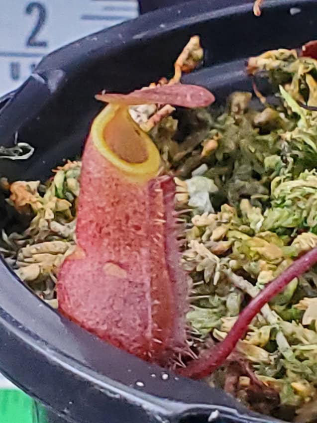Nepenthes palawanensis BE 3651 – Bergen Water Gardens, Lotus Paradise