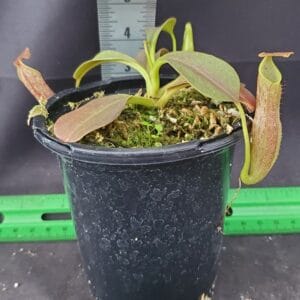 20251116_155119-R-300x300 Nepenthes eymae BE 3736