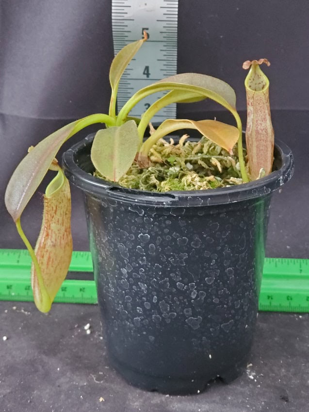 Nepenthes eymae BE 3736 – Bergen Water Gardens, Lotus Paradise