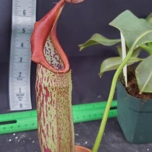 20251116_155356-r-300x300 Nepenthes eymae BE 3736
