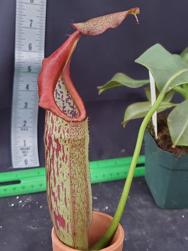 Nepenthes eymae BE 3736 – Bergen Water Gardens, Lotus Paradise
