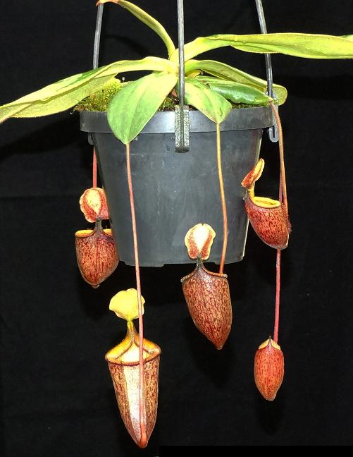 Nepenthes palawanensis BE 3651 – Bergen Water Gardens, Lotus Paradise