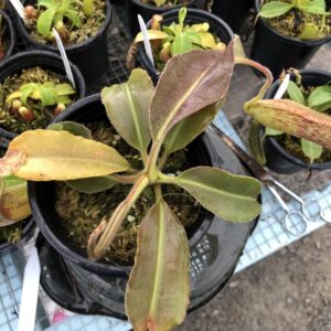 IMG_6244-r-300x300 Nepenthes maxima BE 3786