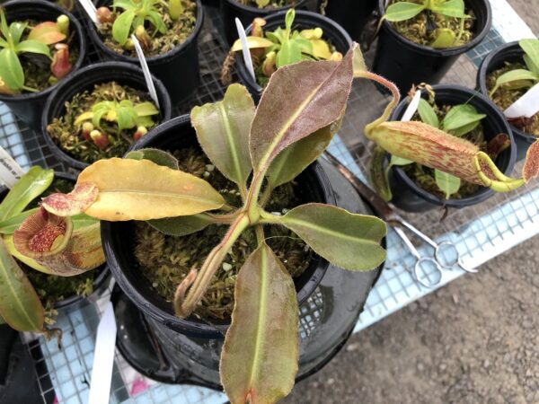 IMG_6244-r-600x450 Nepenthes maxima BE 3786