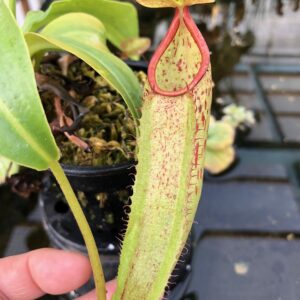IMG_8048-R-300x300 Nepenthes sp #1 BE3172