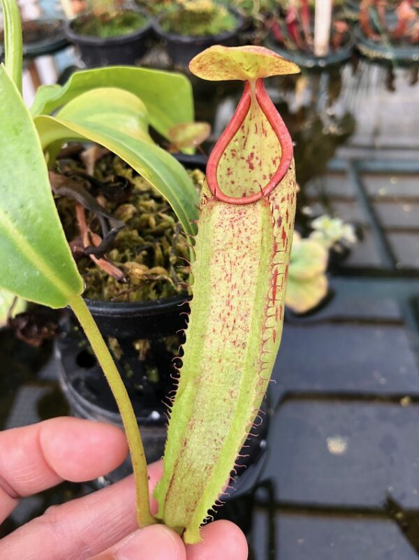 IMG_8048-R-600x801 Nepenthes sp #1 BE3172