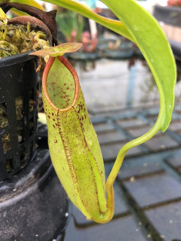 IMG_8049-R-600x801 Nepenthes sp #1 BE3172