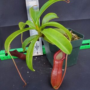 20231119_152348-R-300x300 Nepenthes 'Bill Bailey' BE3820