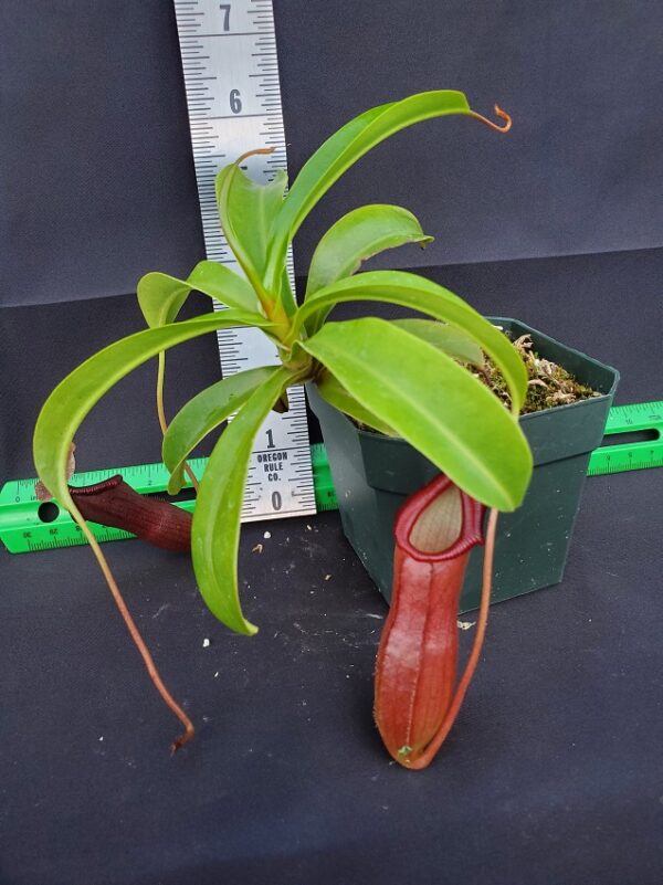 20231119_152348-R-600x801 Nepenthes 'Bill Bailey' BE3820