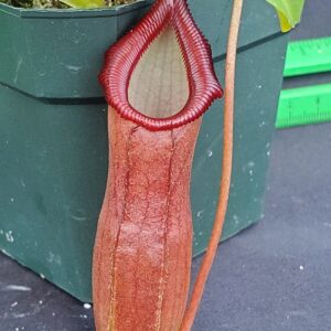 20231119_152403-R-300x300 Nepenthes 'Bill Bailey' BE3820