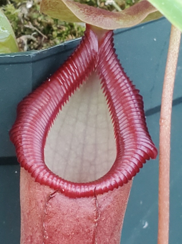 for Orchid Potted Nepenthes Carnivorous Plant Long-Fiber Sphagnum