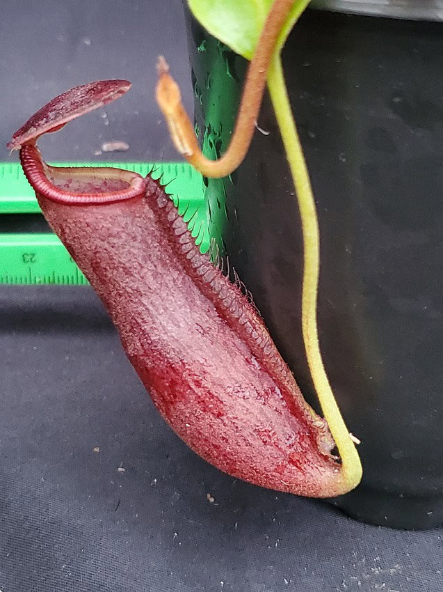 Nepenthes boschiana x lowii BE 4067 – Bergen Water Gardens, Lotus