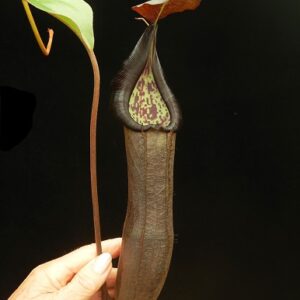 BE-3939a-representative-pitcher-300x300 Nepenthes ramispina x robcantleyi BE 3939