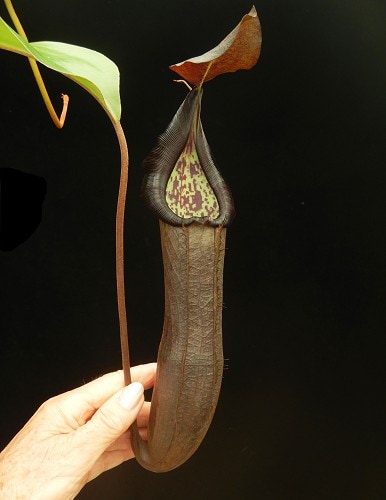 Nepenthes ramispina x robcantleyi BE 3939 – Bergen Water Gardens