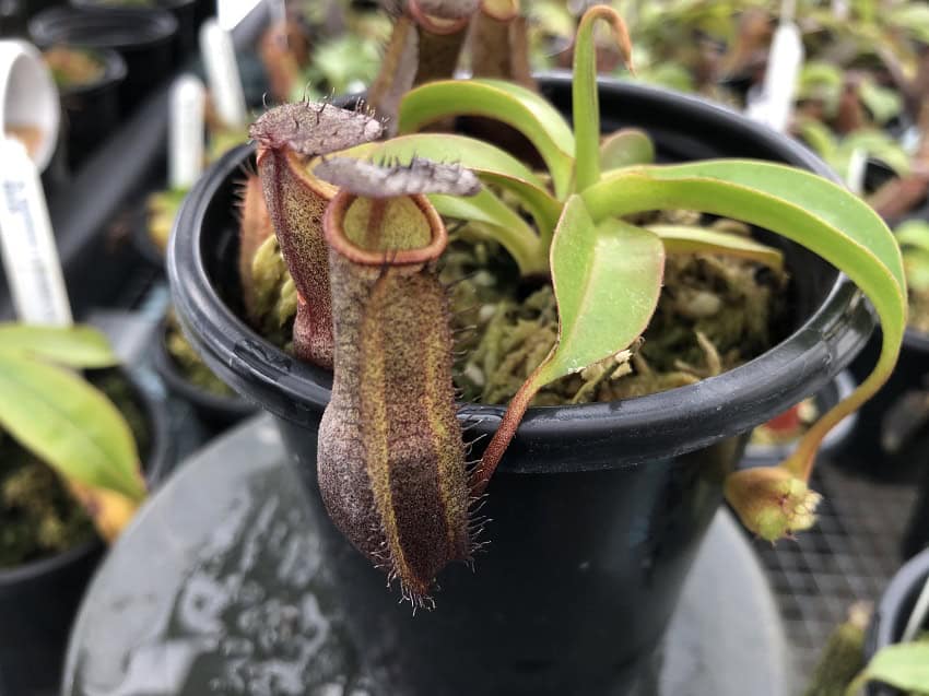 Nepenthes ramispina x robcantleyi BE 3939 – Bergen Water Gardens