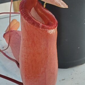 20220115_163540-R-300x300 Nepenthes aenigma BE 3770