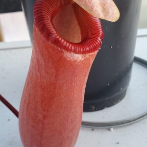 20220115_163637-r-300x300 Nepenthes aenigma BE 3770