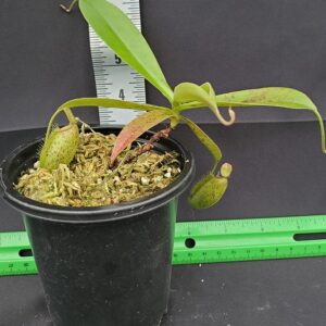 20231119_134245-R-23-300x300 Nepenthes ampullaria x aristolochioides BE 3658