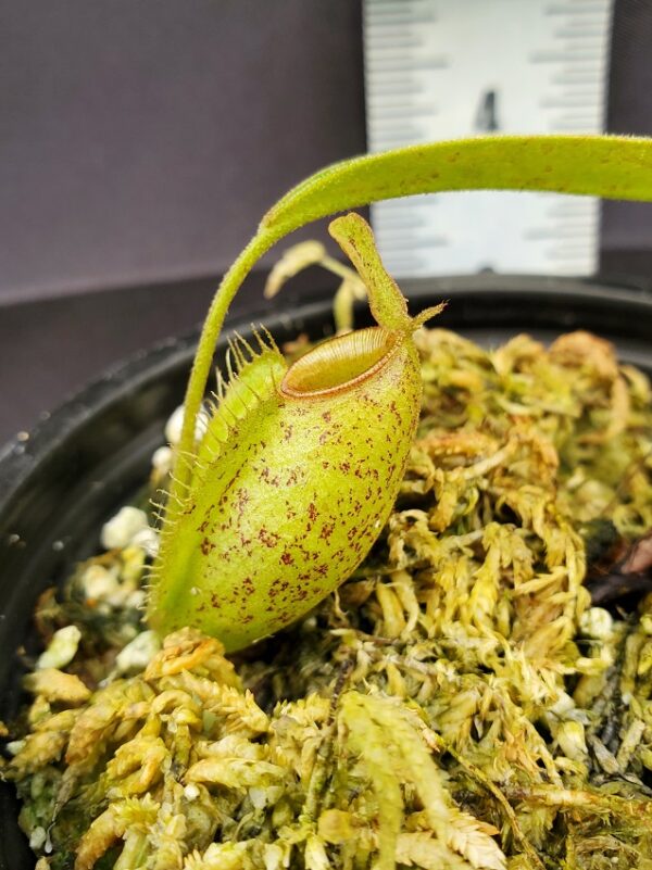20231119_134250-R-600x801 Nepenthes ampullaria x aristolochioides BE 3658