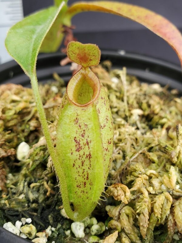 20231119_134257-R-23-600x801 Nepenthes ampullaria x aristolochioides BE 3658