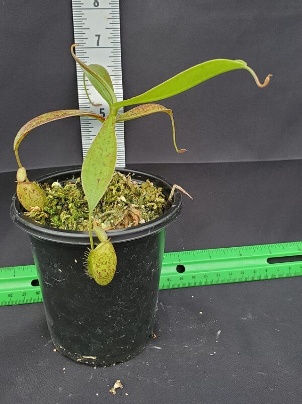 20231119_134307-R-600x801 Nepenthes ampullaria x aristolochioides BE 3658