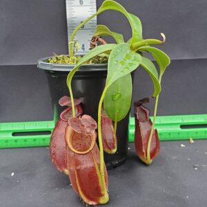 20231122_143940-R-300x300 Nepenthes spathulata x gymnamphora BE3422