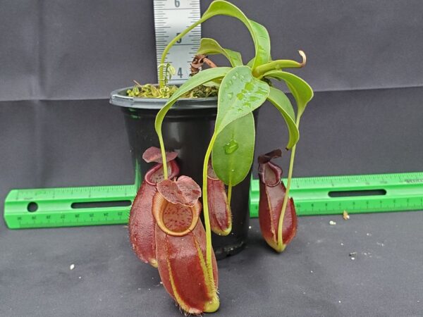 20231122_143940-R-600x450 Nepenthes spathulata x gymnamphora BE3422