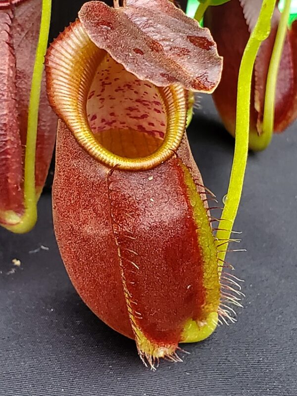 20231122_143948-R-600x801 Nepenthes spathulata x gymnamphora BE3422