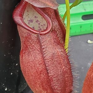 20231122_144002-R-300x300 Nepenthes spathulata x gymnamphora BE3422