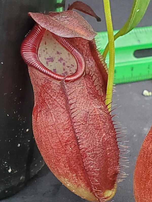 20231122_144002-R-600x801 Nepenthes spathulata x gymnamphora BE3422