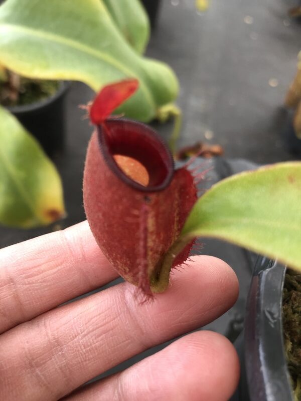 IMG_6722-R-600x801 Nepenthes ampullaria 'Harlequin' BE 3681