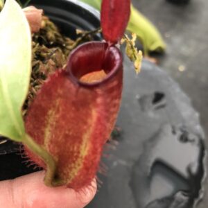 IMG_6723-R-300x300 Nepenthes ampullaria 'Harlequin' BE 3681