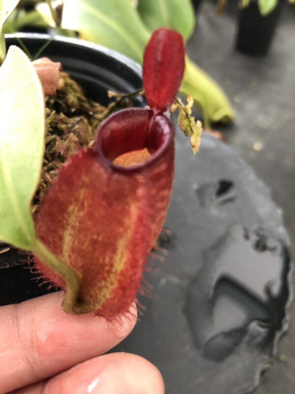 IMG_6723-R-600x801 Nepenthes ampullaria 'Harlequin' BE 3681