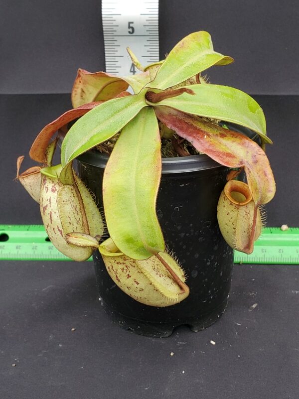 20231119_132922-R-600x801 Nepenthes ampullaria "Brunei Red Speckled" BE 3007