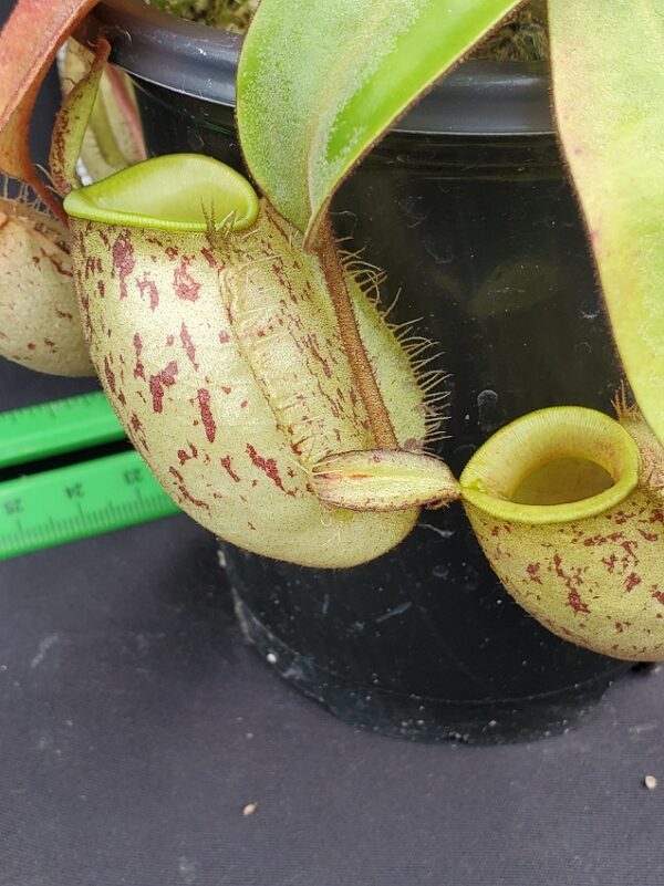20231119_132931-R-600x801 Nepenthes ampullaria "Brunei Red Speckled" BE 3007