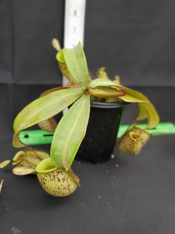 20231119_132950-r-600x801 Nepenthes ampullaria "Brunei Red Speckled" BE 3007