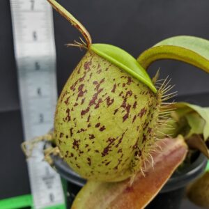 20231119_133029-R-300x300 Nepenthes ampullaria "Brunei Red Speckled" BE 3007