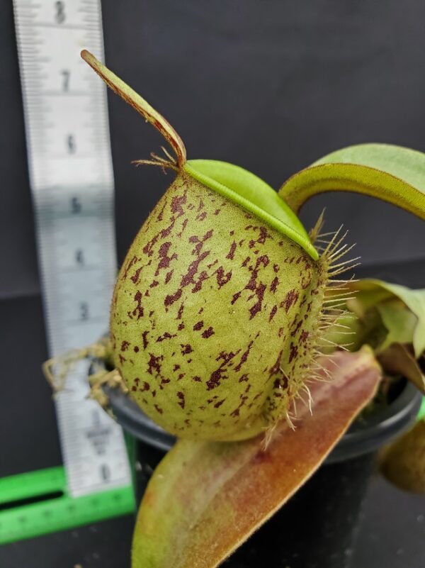 20231119_133029-R-600x801 Nepenthes ampullaria "Brunei Red Speckled" BE 3007
