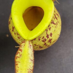20231119_133051-R-300x300 Nepenthes ampullaria "Brunei Red Speckled" BE 3007