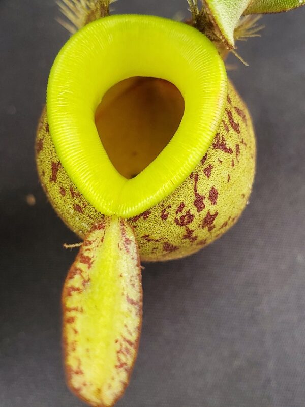 20231119_133051-R-600x801 Nepenthes ampullaria "Brunei Red Speckled" BE 3007