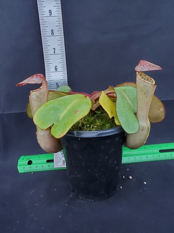 20231119_154230-R-600x801 Nepenthes clipeata BE 4058