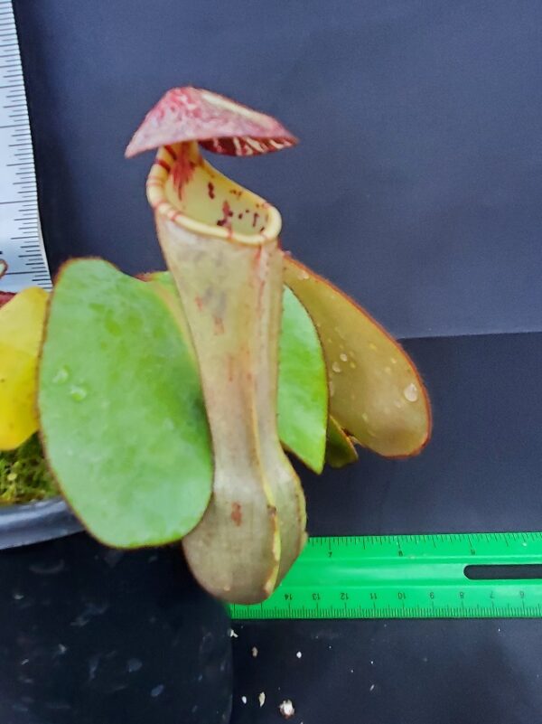 20231119_154240-R-600x801 Nepenthes clipeata BE 4058