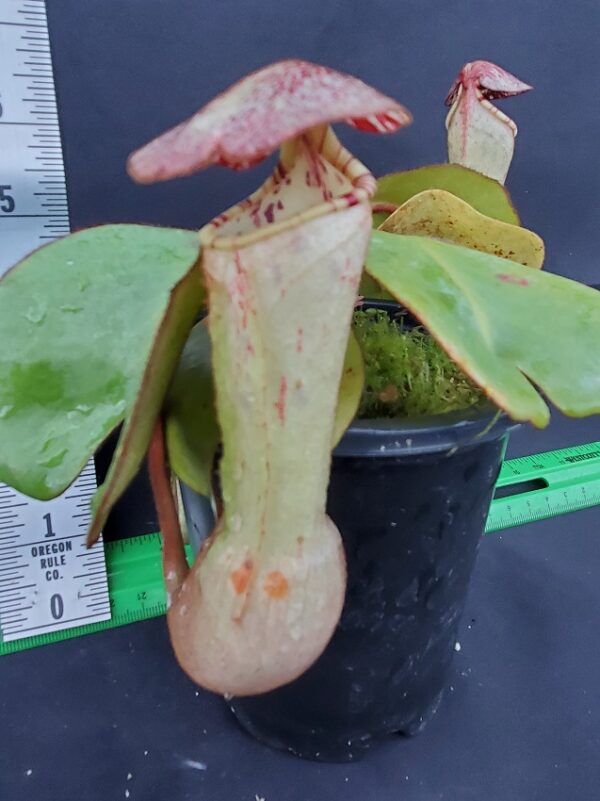 20231119_154248-R-600x801 Nepenthes clipeata BE 4058