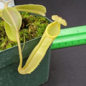 20231204_113730-R-300x300 Nepenthes maxima BE 4081