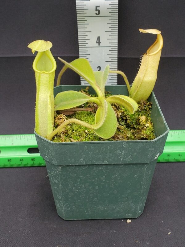 20231204_113750-R-600x801 Nepenthes maxima BE 4081