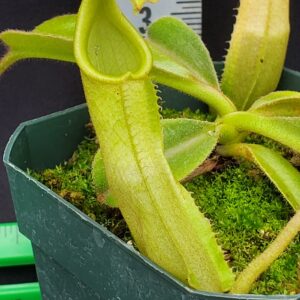 20231204_113757-R-300x300 Nepenthes maxima BE 4081