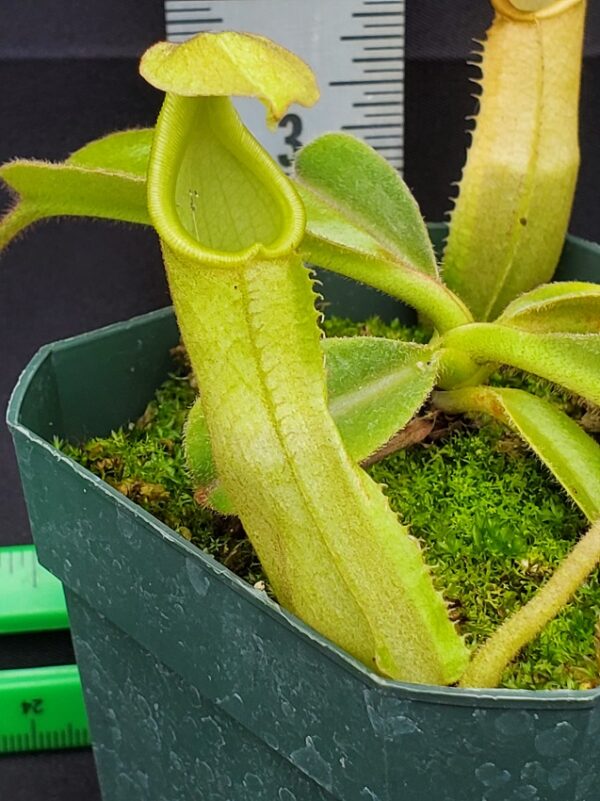20231204_113757-R-600x801 Nepenthes maxima BE 4081