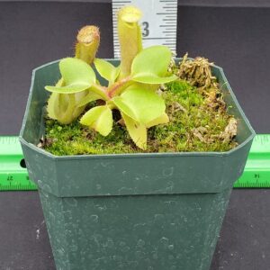 20231204_141454-R-300x300 Nepenthes truncata BE 4001