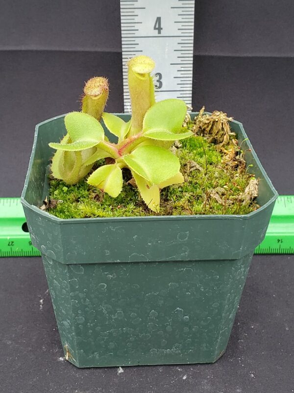 20231204_141454-R-600x801 Nepenthes truncata BE 4001